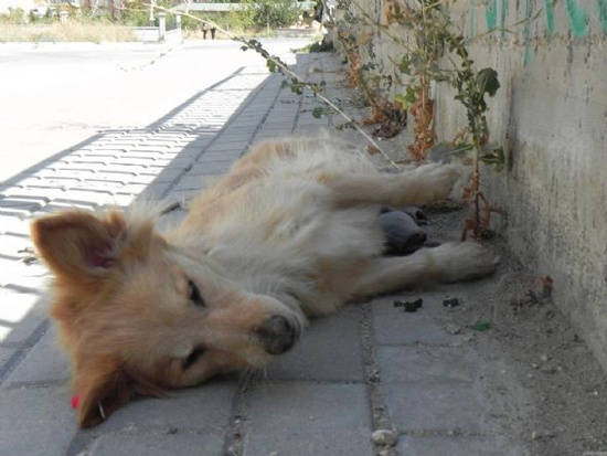 Balkondan asılmış köpek şoku