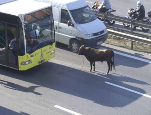 Kurbanlık boğa E-5’i birbirine kattı