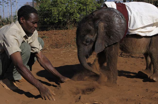 İnsan ve filin inanılmaz dostluğu