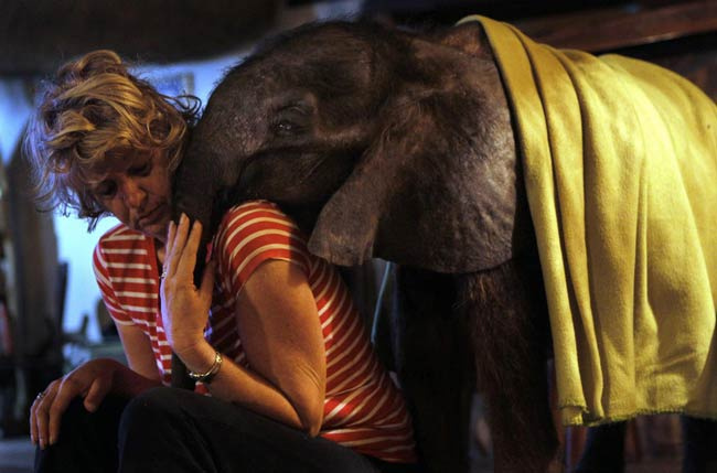 İnsan ve filin inanılmaz dostluğu