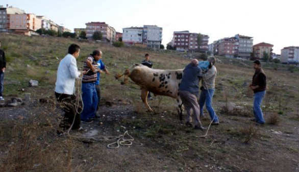 Kurbanlıklara yine işkence