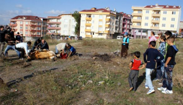 Kurbanlıklara yine işkence