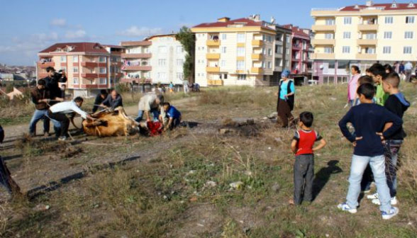 Kurbanlıklara yine işkence