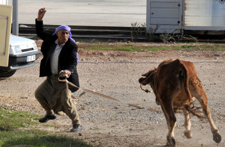 Kurban manzaraları