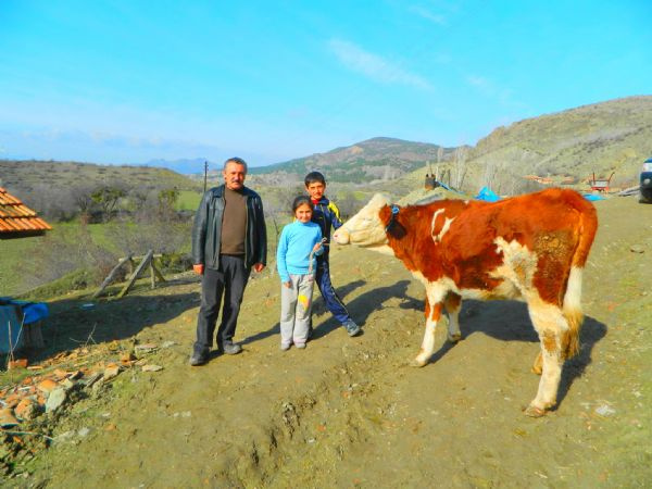 Doğuştan Türk bayraklı inek