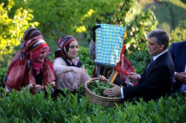Abdullah Gül çay topladı