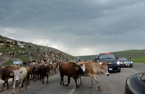 Gül'ün yolunu insanlar kesmedi