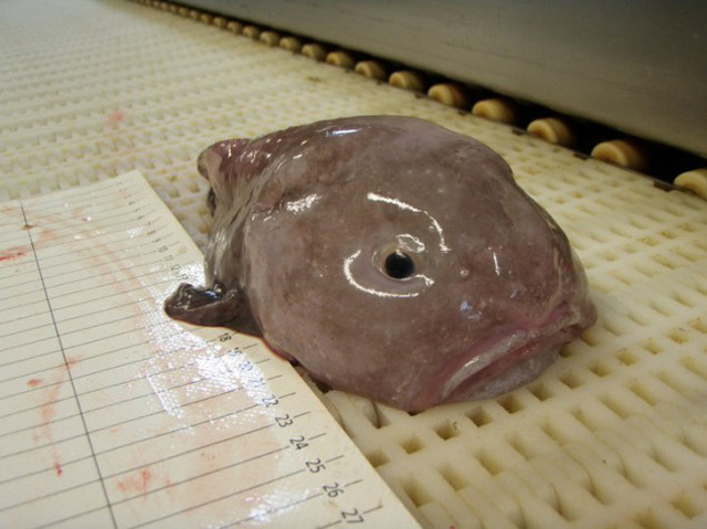 Dünyanın en çirkin hayvanı blobfish