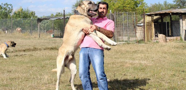 Koyunlarını satıp köpek satın aldı