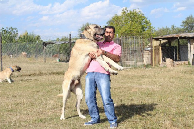 Koyunlarını satıp köpek satın aldı