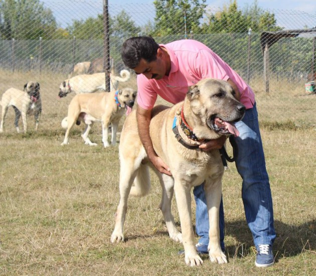 Koyunlarını satıp köpek satın aldı