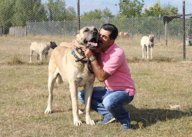 Koyunlarını satıp köpek satın aldı