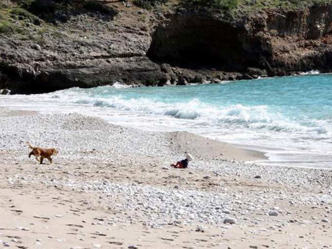 Köpek bebeği böyle kurtardı