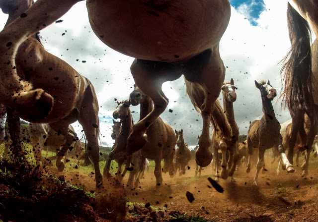 National Geographic 2013 fotoğrafları