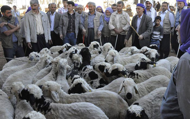 İl il kurbanlık fiyatları