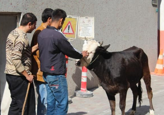 Kızgın boğanın ettiklerine bakın