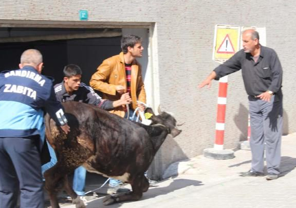 Kızgın boğanın ettiklerine bakın