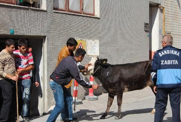 Kızgın boğanın ettiklerine bakın