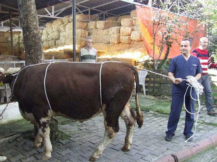 Boğaları yatırmanın kolay yolu