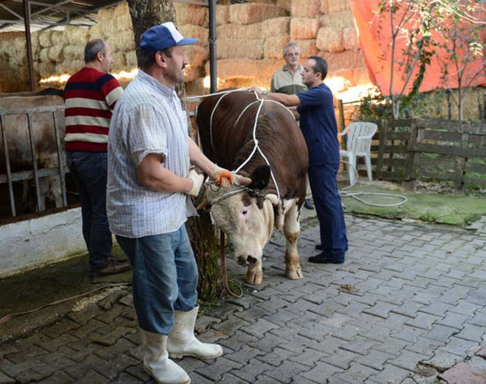 Boğaları yatırmanın kolay yolu