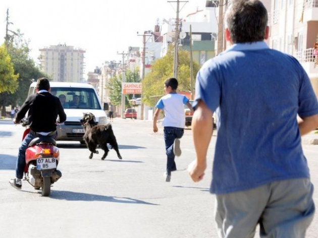 İşte Kurban Bayramı'ndan renkli görüntüler