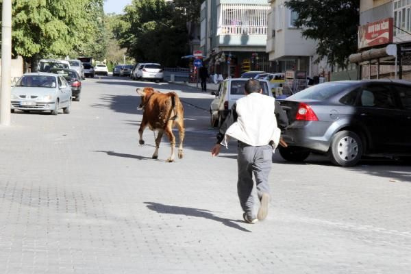 Yurttan kurban manzaraları