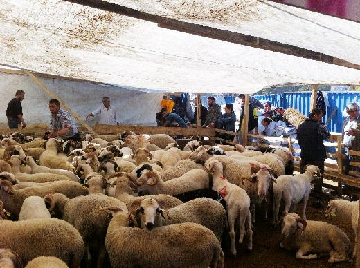 Şenlendirici ailesi Kurban pazarında