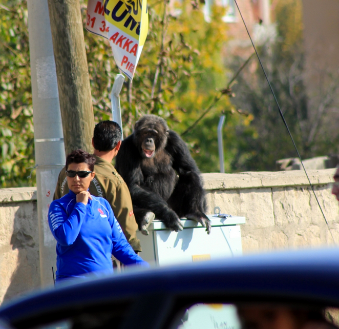 Kayseri'de şempanze paniği