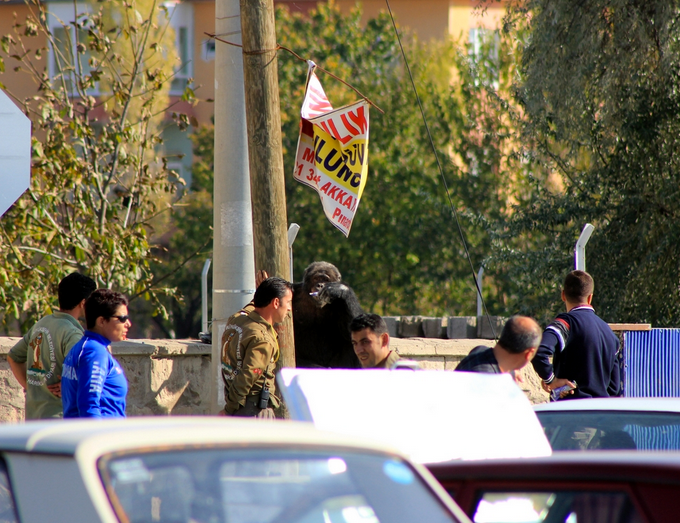 Kayseri'de şempanze paniği