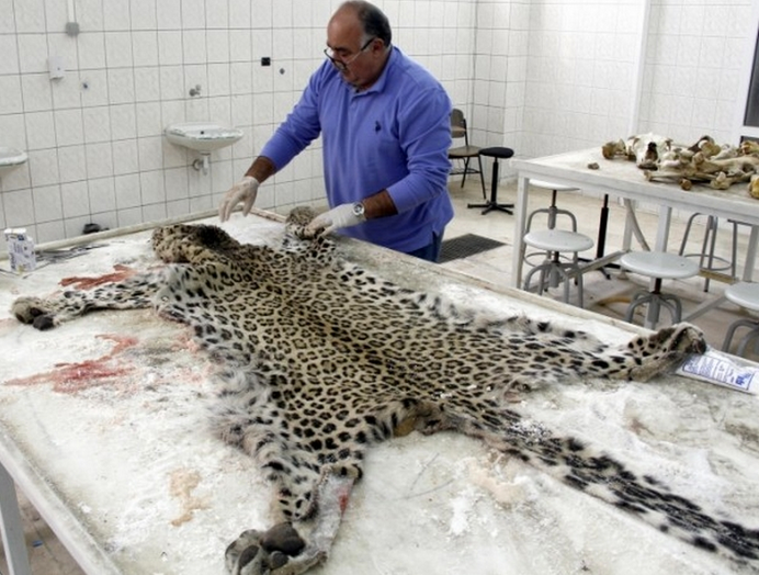 Diyarbakır'da öldürülen leopar ölümsüzleşti