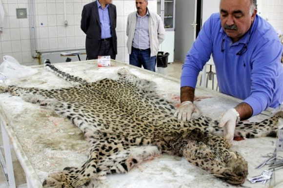 Diyarbakır'da öldürülen leopar ölümsüzleşti