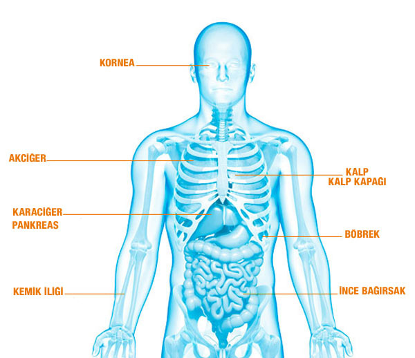 Organlarımı bağışlamak istiyorum! Ne yapmalıyım?