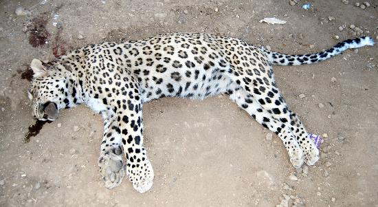 Leoparı öldürmenin cezası belli oldu