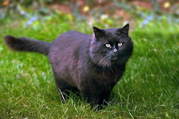 Gerçek 'Kara Kedi'