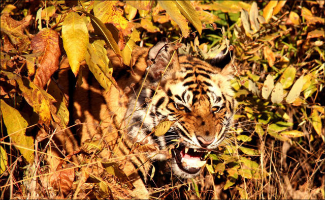 National Geographic'den 32 muhteşem fotoğraf