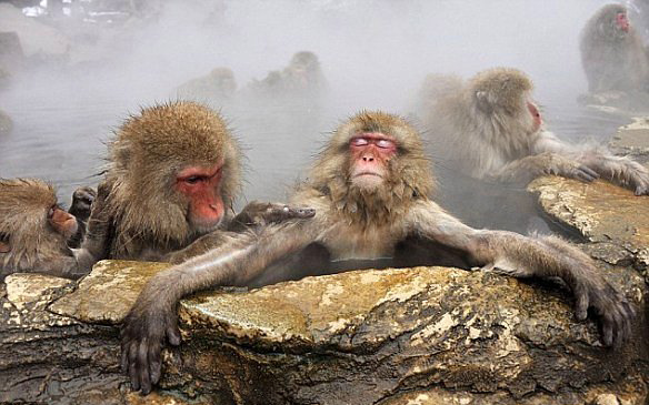 Kartopu oynayan Japon kar maymunları