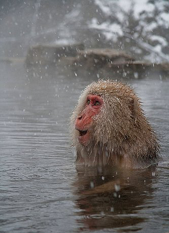 Kartopu oynayan Japon kar maymunları