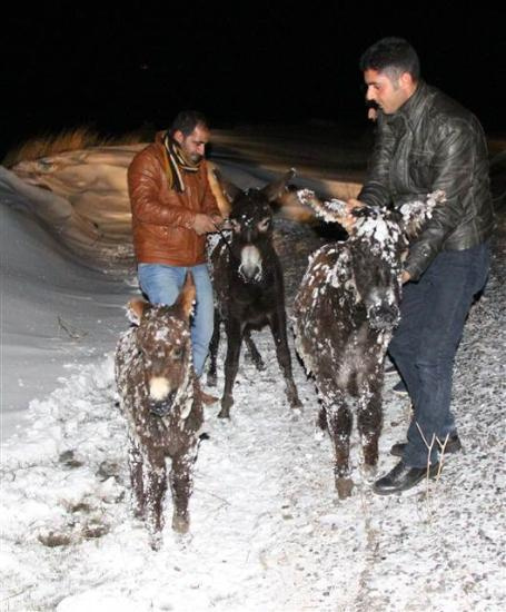 Siverek'te eşekler buz tuttu