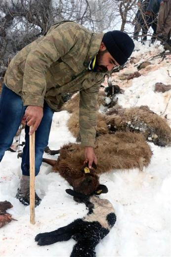 Şırnak'ta bin 500 hayvan soğuktan telef oldu