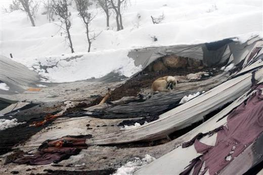 Şırnak'ta bin 500 hayvan soğuktan telef oldu