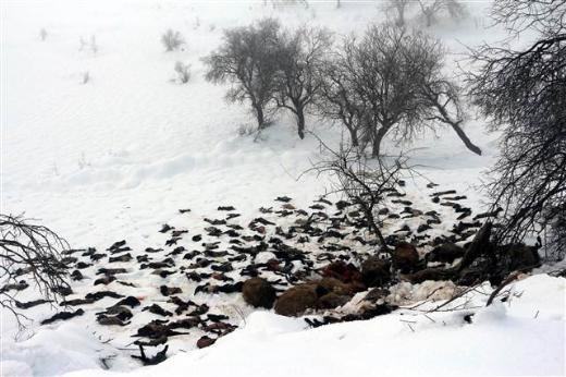 Şırnak'ta bin 500 hayvan soğuktan telef oldu