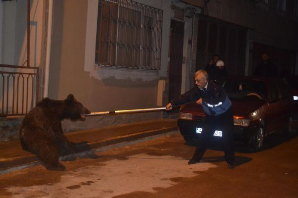 Aç kalan ayı gece yarısı şehre indi