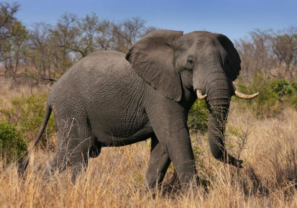 Güney Afrika'da yaşanan fil saldırısı görenleri şok etti