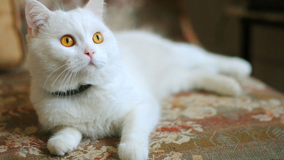 İslam'da özel bir hayvan: Kedi