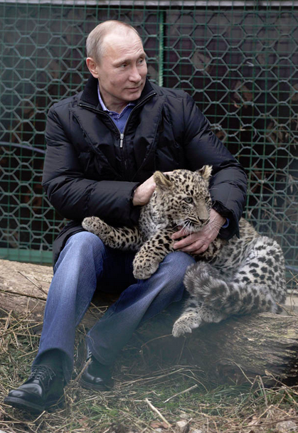 Putin kedi gibi Pers leoparı sevdi