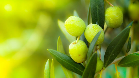 Zeytin yaprağının hangi hastalıklara iyi geldiğini biliyor musunuz?