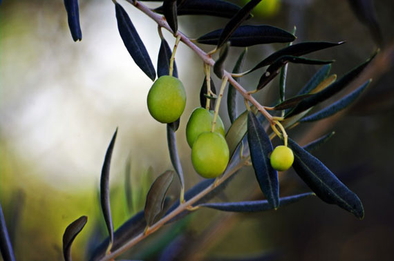 Zeytin yaprağının hangi hastalıklara iyi geldiğini biliyor musunuz?