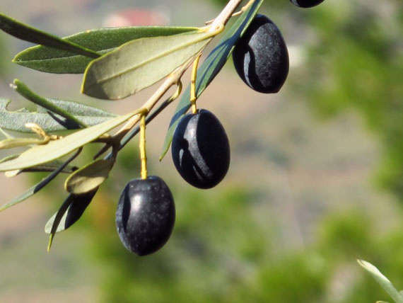 Zeytin yaprağının hangi hastalıklara iyi geldiğini biliyor musunuz?