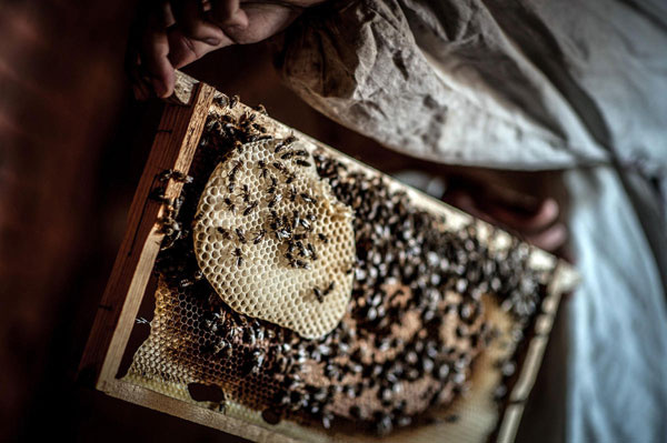 Mısır'da bal arısıyla acı dolu tedavi