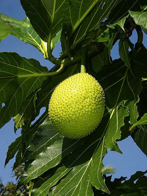 Siz ağaçta yetişen tereyağı gördünüz mü?